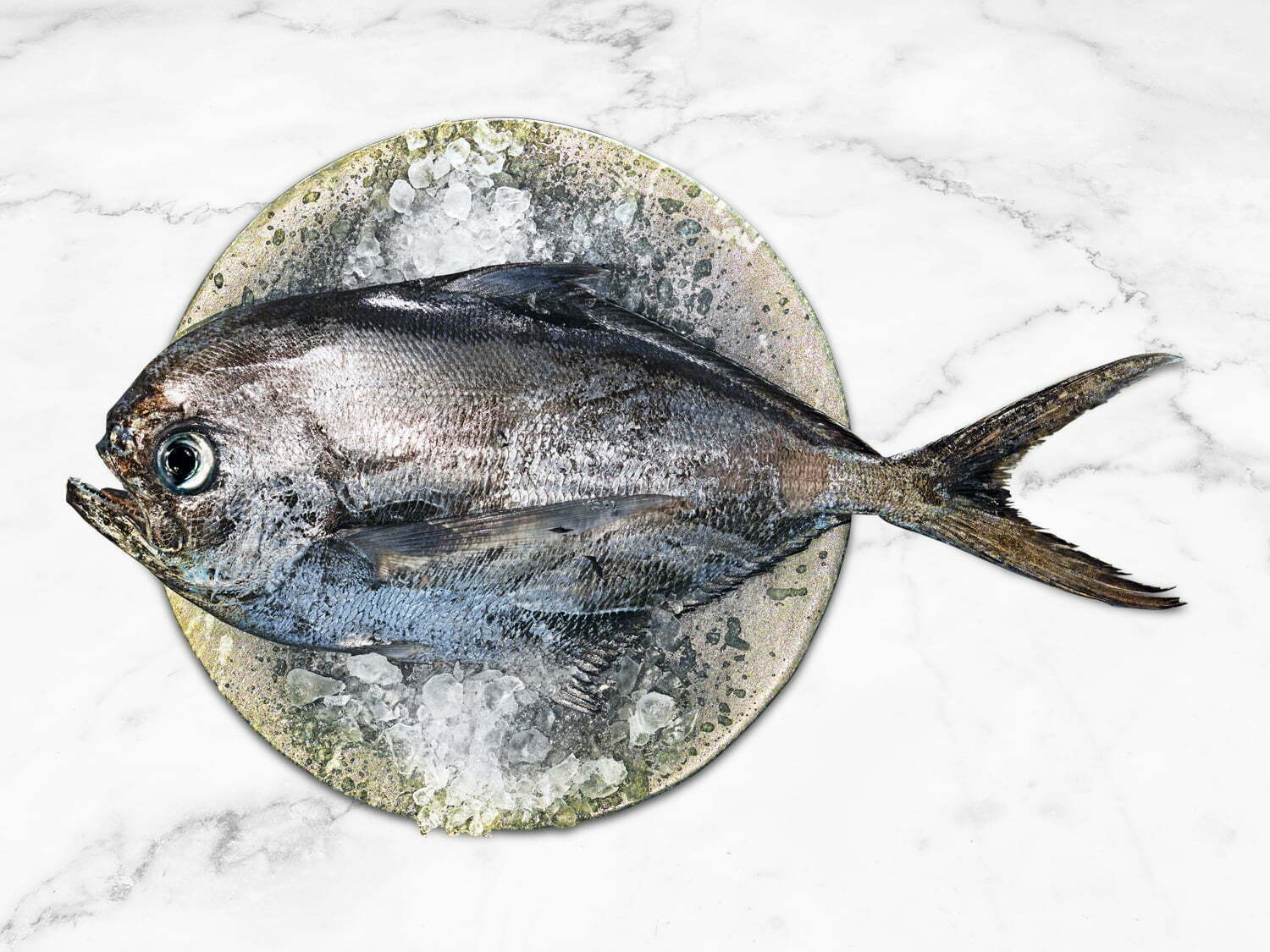 Angel-Fish-Whole-1500x1125px