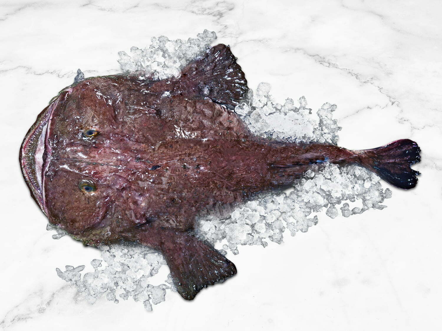 Monk-Fish-Whole-1500x1125px