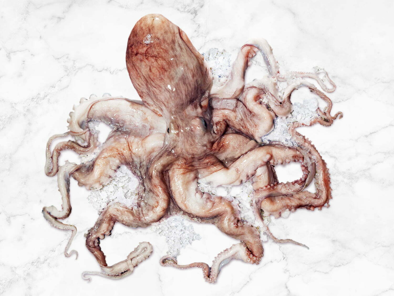 Octopus-Whole-1500x1125px