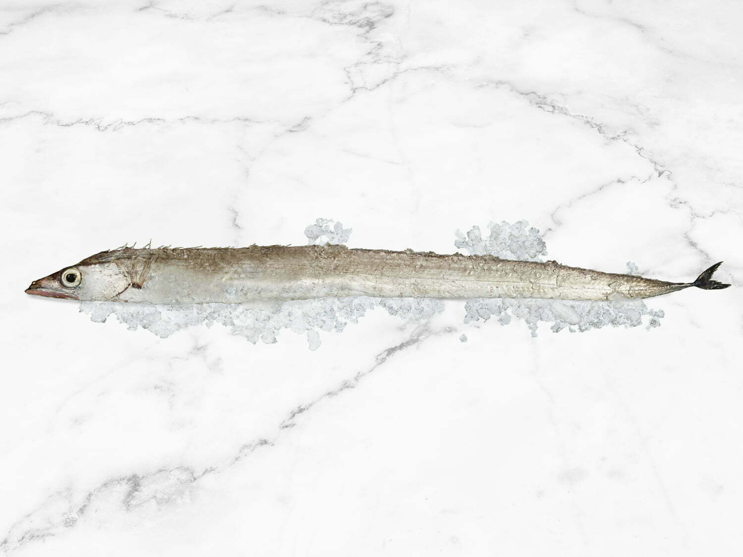Ribbonfish-Whole-1500x1125px