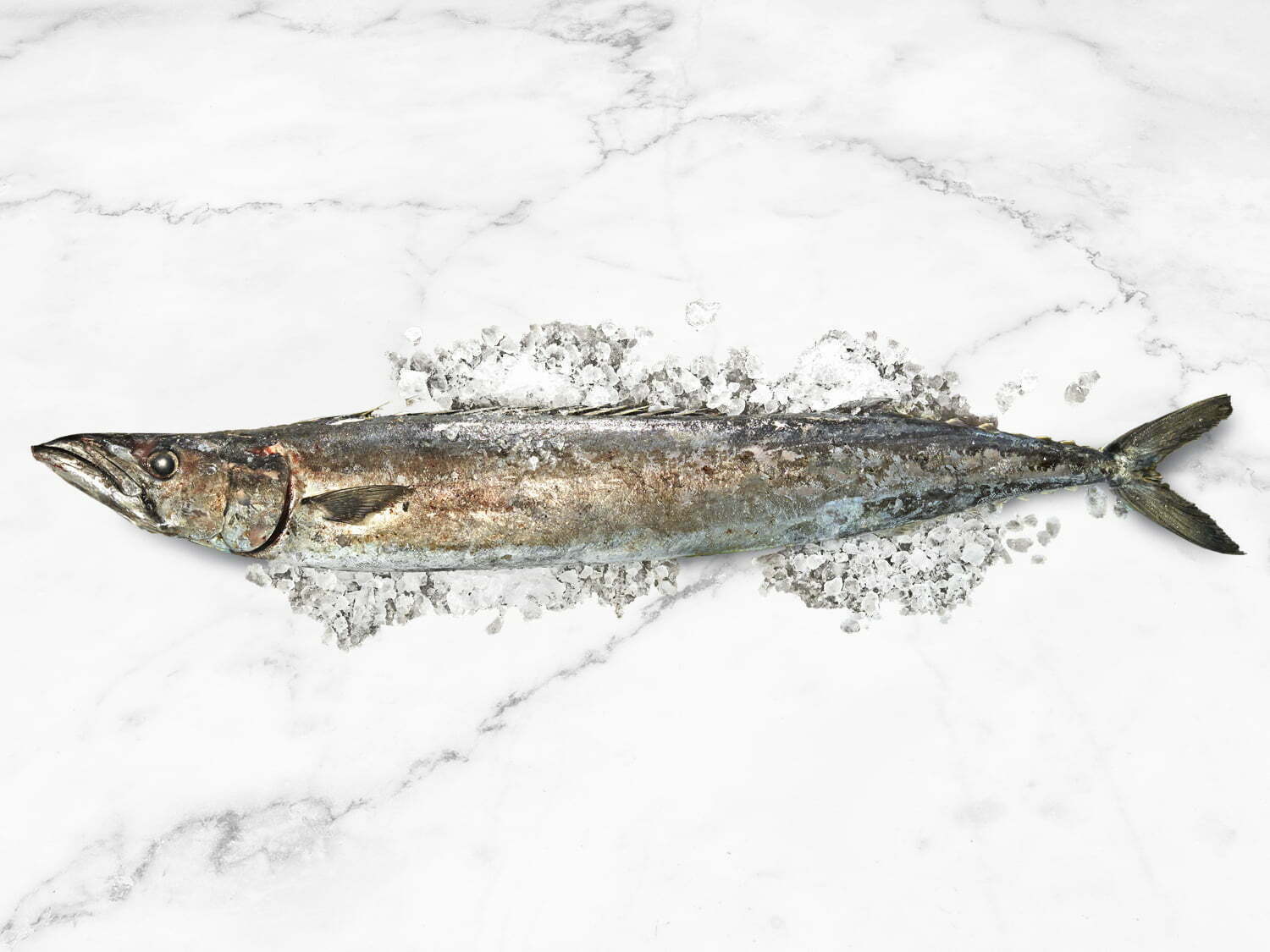 Snoek-Whole-1500x1125px