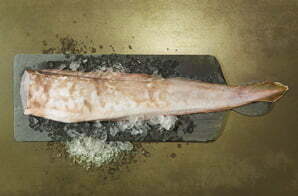 King clipper fish Clearance